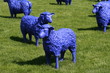 Blaue Schafe auf grüner Weide Blaue Schafe auf grüner Weide