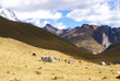 Pack donkeys grazing in broad pastures,