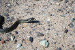 Grass snake(Natrix natrix) in natural environment