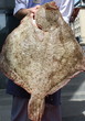 poisson
