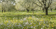 Frühling