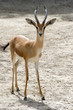 Dorcas Gazelle Dorcas Gazelle