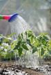 watering seedling tomato watering seedling tomato