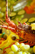 Crayfish Crayfish