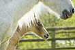 beautiful newborn foal with it`s mother.