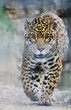 big cat big cat