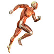 Muskelaufbau Laufstudie Mann