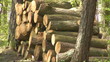 Brennholz
