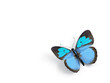 Butterfly - 3d render illustration on white background. Butterfly - 3d render illustration on white background.
