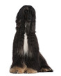 Afghan Hound, 4 years old, sitting in front of white background