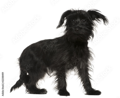 Shih+tzu+mixed+with+terrier