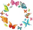 Photo en ligne au meilleur prix big butterfly set