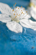 Blüte auf Wasser