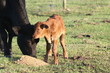 mother and calf
