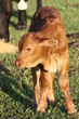 newborn calf