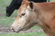 Old cow