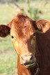 momma cow eating
