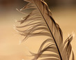 Feather