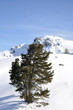 sapin
