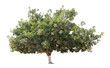 Rubber tree