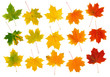 Maple fall leaves Maple fall leaves