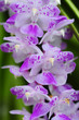 Purple Rhynchostylis gigantea