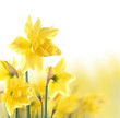 daffodils daffodils