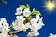 Colorful cherry tree blossom and fun sun. Colorful cherry tree blossom and fun sun.