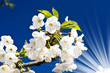 Unusually image of blooming cherry. Unusually image of blooming cherry.