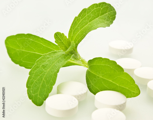 Foto: Stevia Stevia