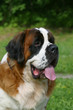 St bernard face St bernard face