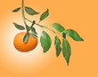 Tangerines on branch Tangerines on branch
