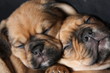 Doppelmops