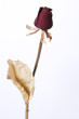 rose rouge