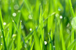 green grass