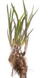 calamus