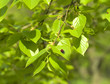 green leaves