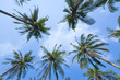 Coconut palms