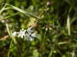 canvas print picture White spring flowers