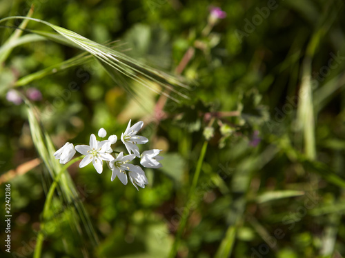 Photo: White spring flowers White spring flowers