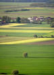 Colorful Fields