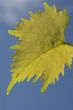 Weinberg3
