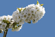 Kirschblüte