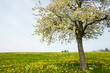 tree in spring