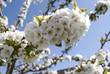 Kirschblüte
