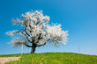 Single blossoming tree in spring