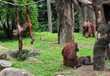 A family of chimpanzees in a grassy field