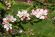Apfelblüte
