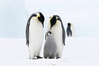 Emperor penguins on the sea ice in the Weddell Sea, Antarctica