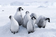 Emperor penguin chicks